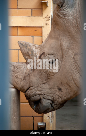 White Rhinoceros in indoor holding pen. Stock Photo