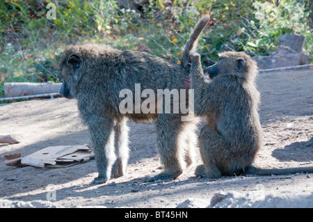 Baboons grooming each other. Stock Photo