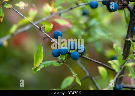 Sloe berries of the blackthorn tree Stock Photo