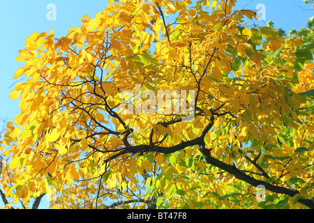 Yellow Wood in autumn at fall Cladrastis lutea Stock Photo