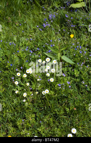 Daisy and Germander Speedwell near Ravenglass  Lake District Cumbria England Stock Photo