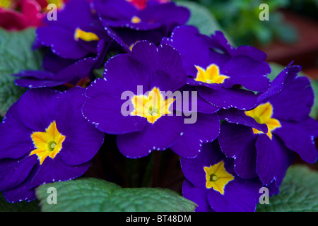 blue primrose Stock Photo