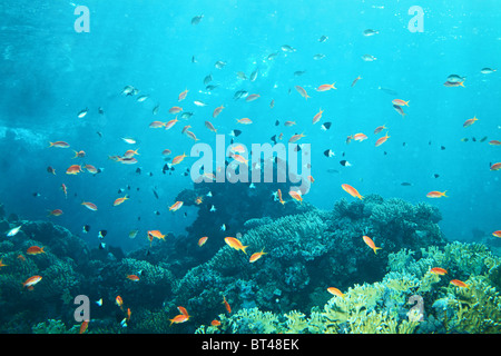 Typical coral reef in Red Sea. Red fishes squamipinnis anthias, corals, blue water Stock Photo
