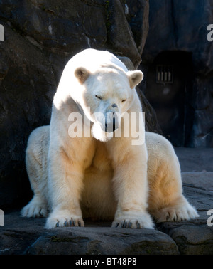 Polar bear in zoo sitting on rock. Stock Photo