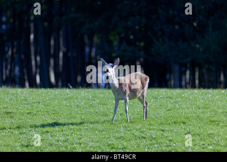 Young male red deer calf practicing his rut call Stock Photo