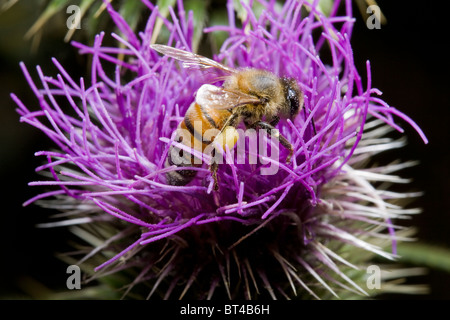 bee taking nectar from thistle flower Stock Photo