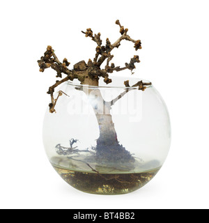Failed bonsai tree - dead a small plant in the aquarium Stock Photo
