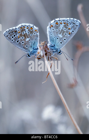 two Common Blue butterflies resting on a flower (Pollyomatus Icarus) Stock Photo