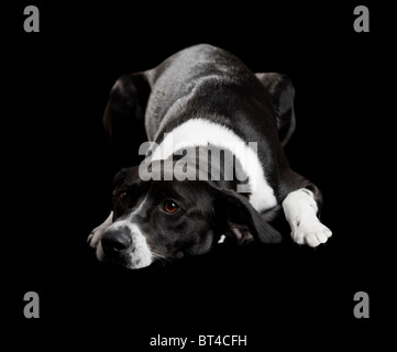 Beautiful dog lying on the floor with a sad look, isolated on black Stock Photo
