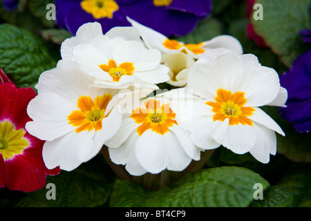 white primrose Stock Photo