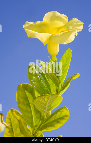 Allamanda cathartica (Golden Trumpet) in flower with a blue sky Stock Photo