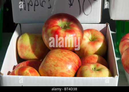 Honeycrisp Apples for sale at Roadside Farm stand Michigan USA, by James D Coppinger/Dembinsky Photo Assoc Stock Photo