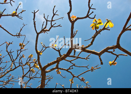 Tree branches in Brazil Stock Photo