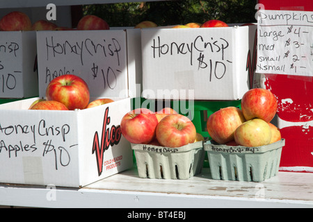 Honeycrisp Apples for sale at Roadside Farm stand Michigan USA, by James D Coppinger/Dembinsky Photo Assoc Stock Photo