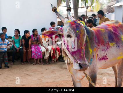 India cow (zebu) covered in coloured powder at festival time in a rural Indian village in front of all the village children. Andhra Pradesh, India Stock Photo