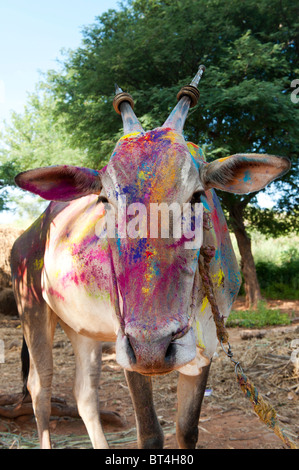 India cow (zebu) covered in coloured powder at festival time in a rural Indian village. Andhra Pradesh, India Stock Photo