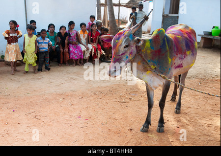 India cow (zebu) covered in coloured powder at festival time in a rural Indian village in front of all the village children. Andhra Pradesh, India Stock Photo