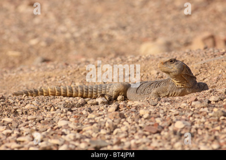 Egyptian Mastigure (Uromastyx aegyptia), AKA Leptien's Mastigure, or Egyptian dab lizard. Stock Photo