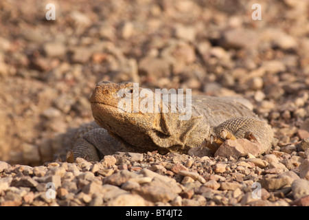 Egyptian Mastigure (Uromastyx aegyptia), AKA Leptien's Mastigure, or Egyptian dab lizard. Stock Photo