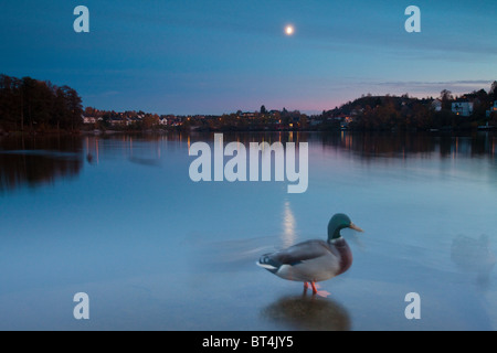 Mallard, Anas platyrhynchos, at nightfall in Nesparken by the lake Vansjø, Moss kommune, Østfold fylke, Norway. Stock Photo