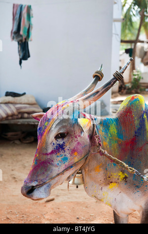 India cow (zebu) covered in coloured powder at festival time in a rural Indian village. Andhra Pradesh, India Stock Photo