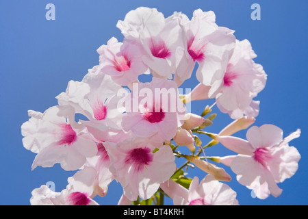 The bower vine Pandorea jasminoides in flower against a blue sky