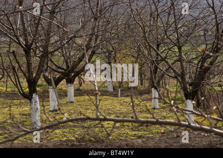 Trees are treated with hydrated lime as incecticide near Perushtitza, small town, Balkans, Bulgaria, Eastern Europe Stock Photo