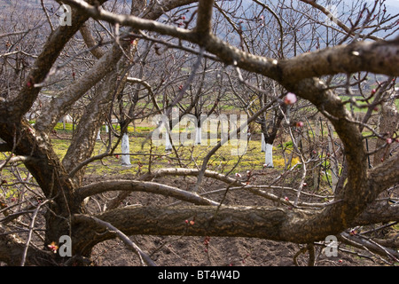 Trees are treated with hydrated lime as incecticide near Perushtitza, small town, Balkans, Bulgaria, Eastern Europe Stock Photo