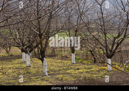 Trees are treated with hydrated lime as incecticide near Perushtitza, small town, Balkans, Bulgaria, Eastern Europe Stock Photo