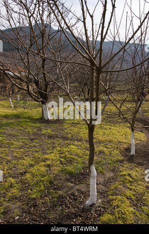 Trees are treated with hydrated lime as incecticide near Perushtitza, small town, Balkans, Bulgaria, Eastern Europe Stock Photo