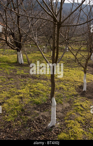 Trees are treated with hydrated lime as incecticide near Perushtitza, small town, Balkans, Bulgaria, Eastern Europe Stock Photo