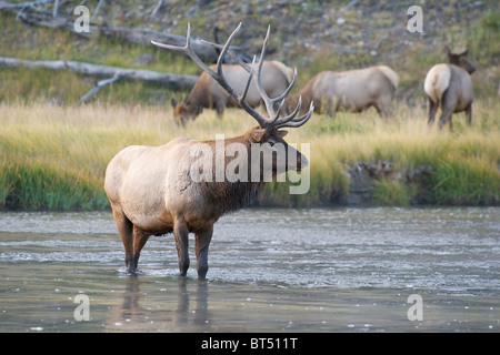 Bull Elk standing in the Madison River, Yellowstone National Park with females on the bank behind Stock Photo