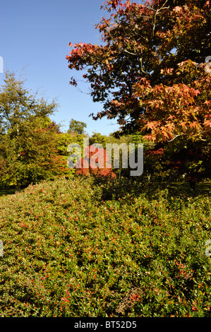 autumnal foliage on display in exbury gardens new forest england uk Stock Photo