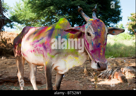 India cow (zebu) covered in coloured powder at festival time in a rural Indian village. Andhra Pradesh, India Stock Photo