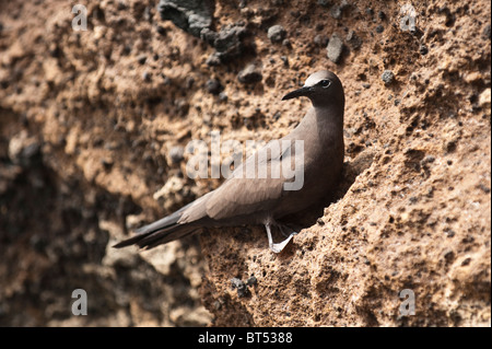 Galapagos Islands, Ecuador. Brown Noddy tern (Anous stolidus) Vincente Roca Point on Isla Isabela (isabela Island). Stock Photo