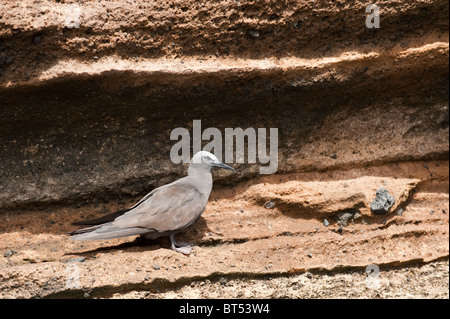 Galapagos Islands, Ecuador. Brown Noddy tern (Anous stolidus) Vincente Roca Point on Isla Isabela (isabela Island). Stock Photo