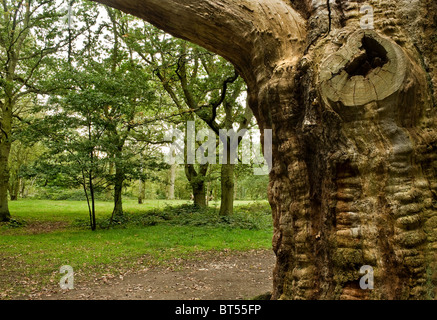 AAutumn in Thorndon Park in Essex.  Photo by Gordon Scammell Stock Photo