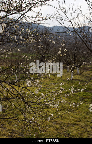 Trees are treated with hydrated lime as incecticide near Perushtitza, small town, Balkans, Bulgaria, Eastern Europe Stock Photo