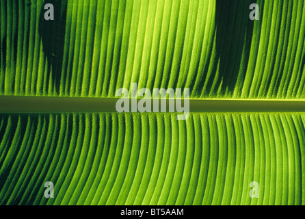 Banana leaf Musa sp underside veins straight horizontal pattern detail from below backlit with water drops Stock Photo