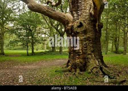 Autumn in Thorndon Park in Essex.  Photo by Gordon Scammell Stock Photo