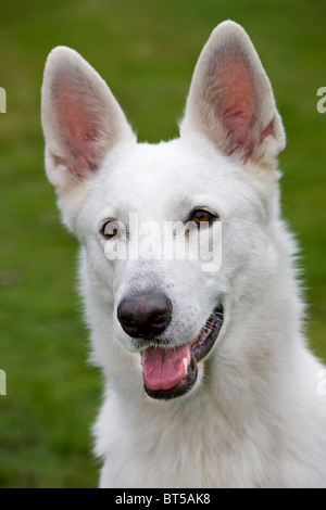 White Swiss Shepherd Dog (Canis lupus familiaris) in garden Stock Photo