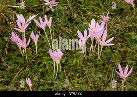 Autumn Crocus or Meadow Saffron, Colchicum autumnale in flower, september, in old grassland. Stock Photo