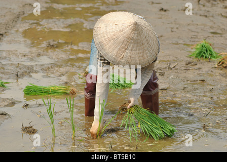 Woman planting rice in a paddy in Vietnam Stock Photo