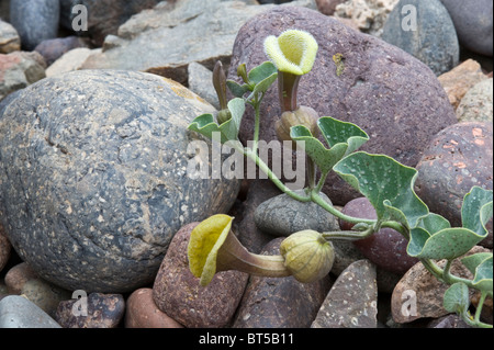 Dutchman's pipes (Aristolochia chilensis) yellow flowers variety coast Atacama Desert near Totoral Chile September 2010 Stock Photo