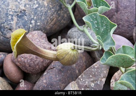 Dutchman's pipes (Aristolochia chilensis) yellow flowers variety coast Atacama Desert near Totoral Chile September 2010 Stock Photo