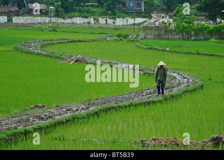 Farmer walking through rice paddies near Sapa, Vietnam Stock Photo