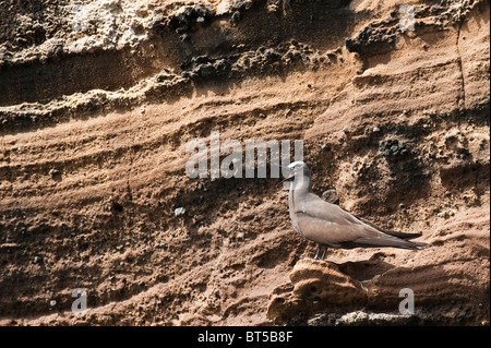 Galapagos Islands, Ecuador. Brown Noddy tern (Anous stolidus) Vincente Roca Point on Isla Isabela (isabela Island). Stock Photo