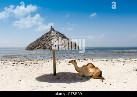 Camel resting in the shade under sun umbrella on White sand beach. Taken Diani beach Kenya Stock Photo