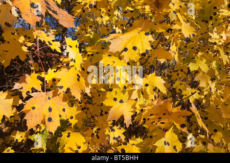 yellow maple leaves with tar spot disease Stock Photo