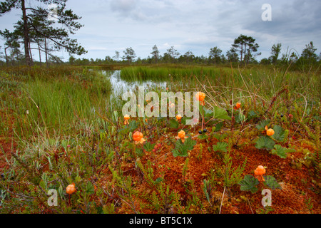 Cloudberries (Rubus chamaemorus) in their habitat, at the edge of bog pool. Europe Stock Photo